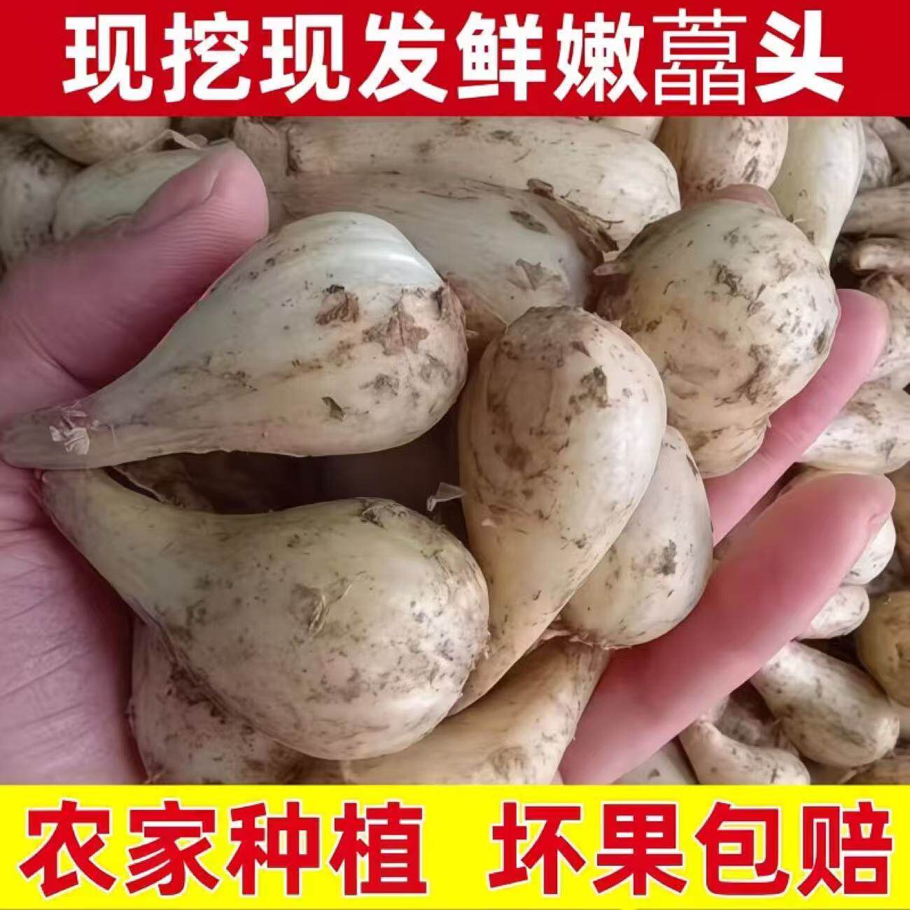 现挖藠头新鲜荞头农家自种茭头教头叫头四川泡菜脆嫩葱头5斤包邮