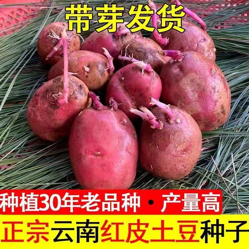 正宗红皮土豆种子发芽早熟农家自种马铃薯洋芋种春季种子种苗