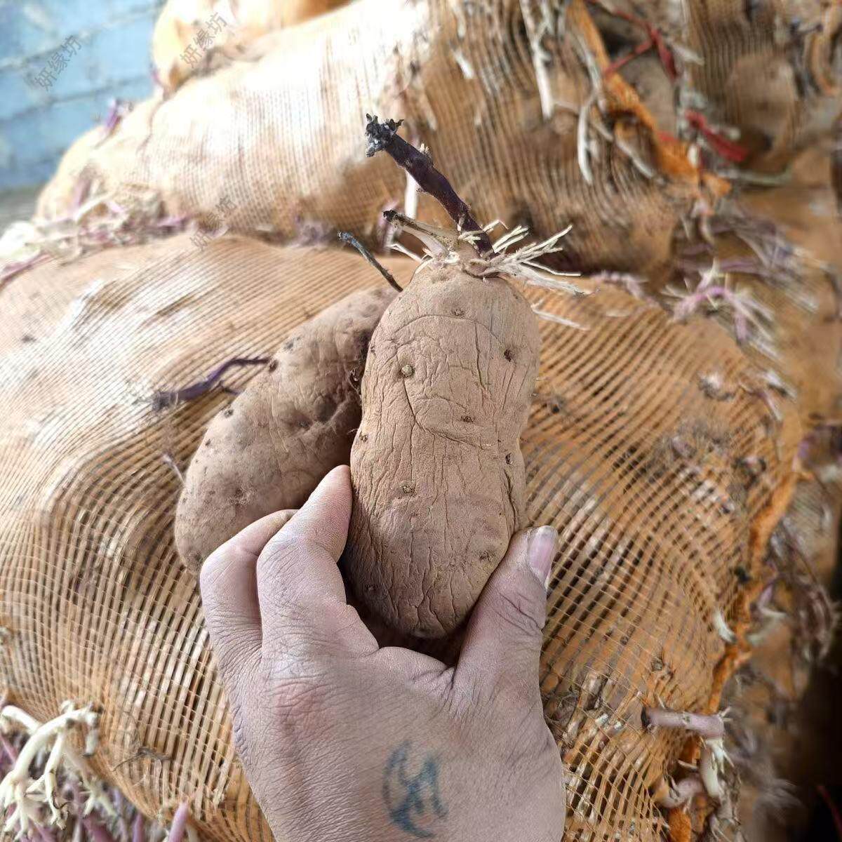贵州特产云南老干巴洋芋昭通老品种憨包土豆奄瘪老土豆腌巴洋芋