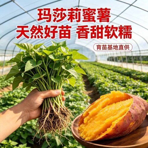 红瑶红薯苗老品种西瓜红地瓜苗榴莲蜜薯板栗糖心苗种种苗批发