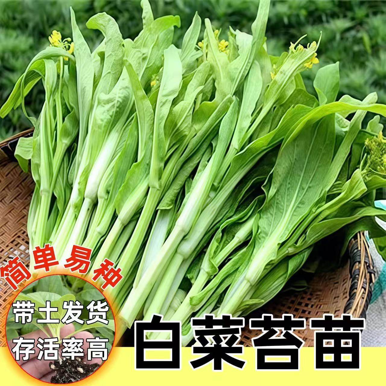 【新品上市】广州白菜苔苗芽多多叶清甜四季种多次采菜心苗易活,鲜花速递/花卉仿真/绿植园艺,其它园艺用品,淘宝优惠券,粉丝福利购,淘宝优惠卷