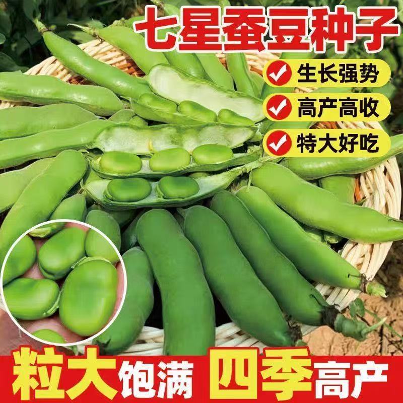 新货云南干蚕豆农家新鲜干胡豆五谷杂粮生蚕豆白皮罗汉豆批发