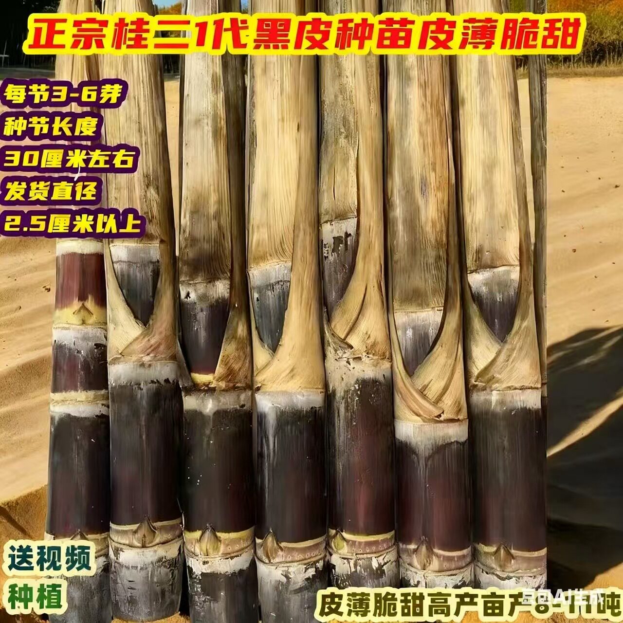 南北方易种植广西黑皮甘蔗苗种子黄皮黄金水果苗盆栽甜甘蔗种苗