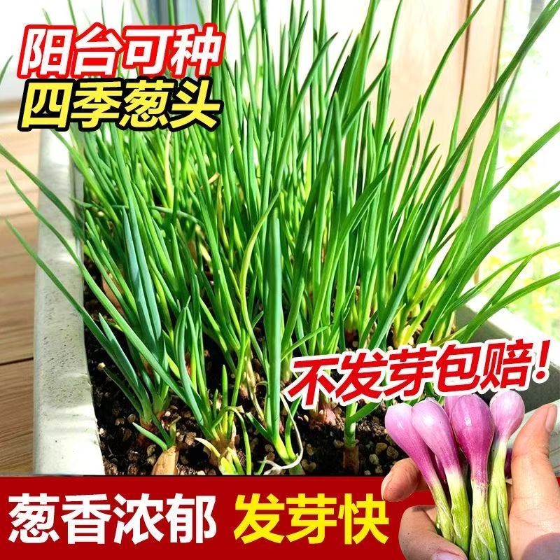 广东四季小香葱种 火葱红头葱苗 阳台小葱干葱头种籽