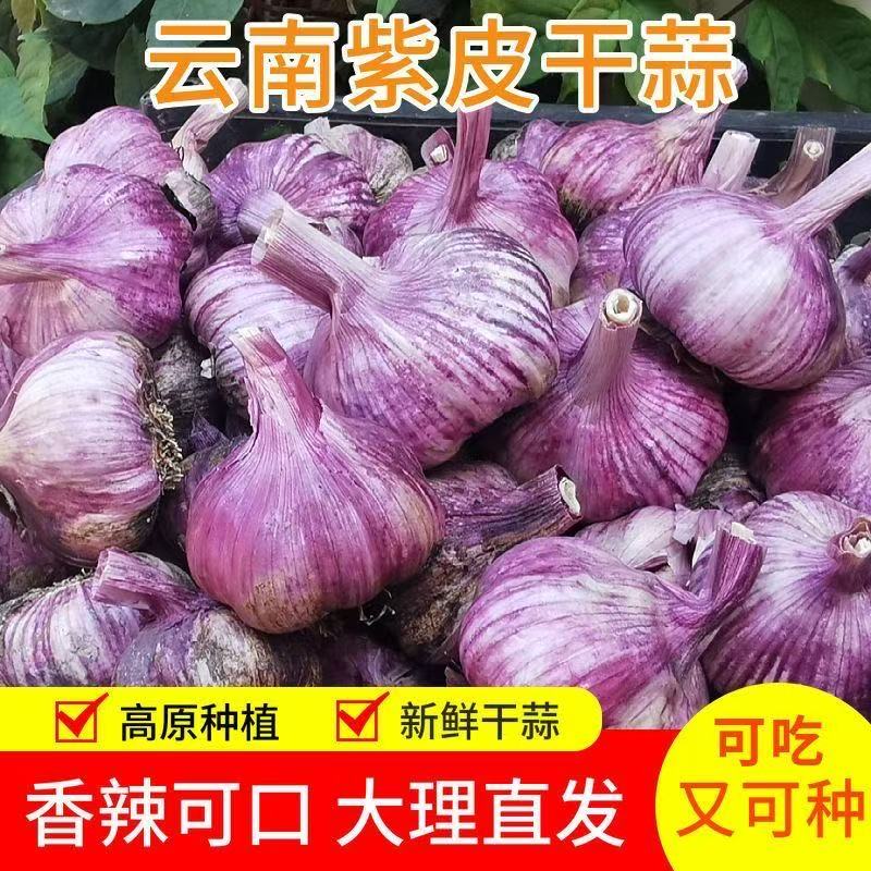 2025新货云南紫皮大蒜干蒜头农家红皮香蒜多瓣装5斤新鲜批发
