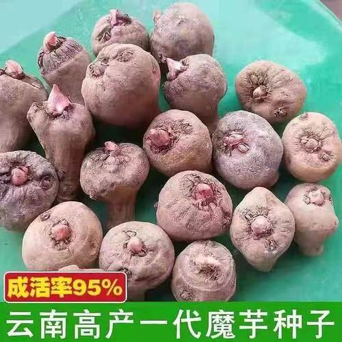四川花魔芋种子高产一二代新鲜大个小苗魔域种正宗基地脱水种籽