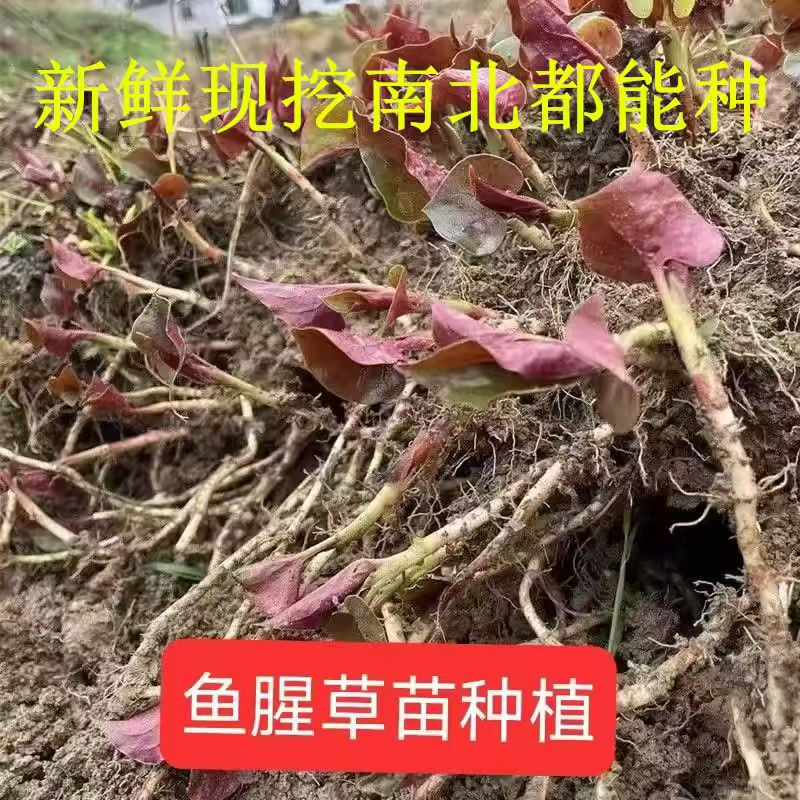 贵州新鲜鱼腥草种根苗现挖折耳种植根老折耳根节节根草带泥发重庆