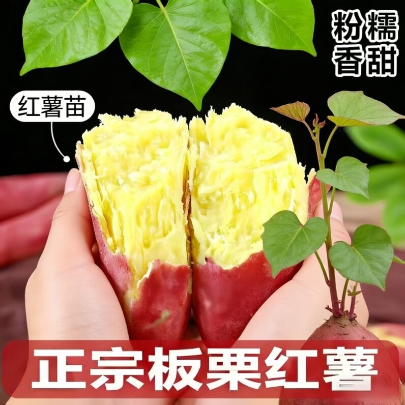 正宗红瑶蜜薯苗番薯苗山芋紫薯苗红薯甜香地瓜苗蜜薯种植种苗