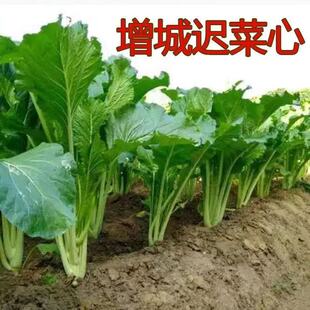 广州增城小楼迟菜心苗现拔带泥露天育苗新鲜本地青菜清甜无渣