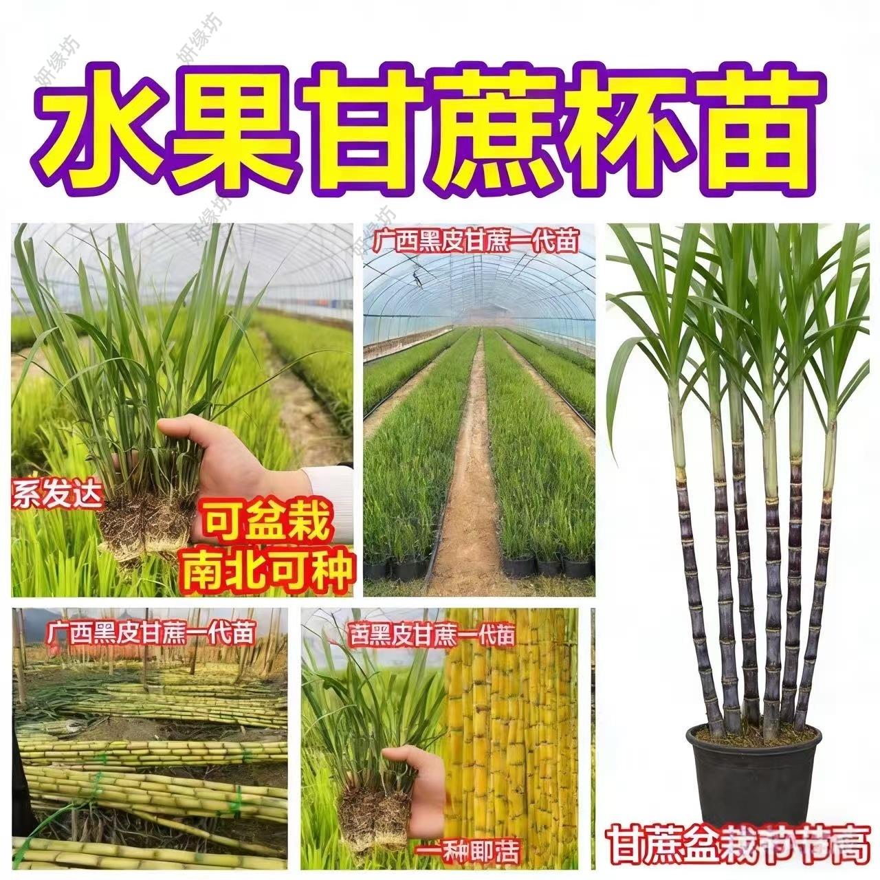正宗黄金甘蔗组培苗可盆栽青皮绿皮黑皮甘蔗种苗南北庭院种植图片