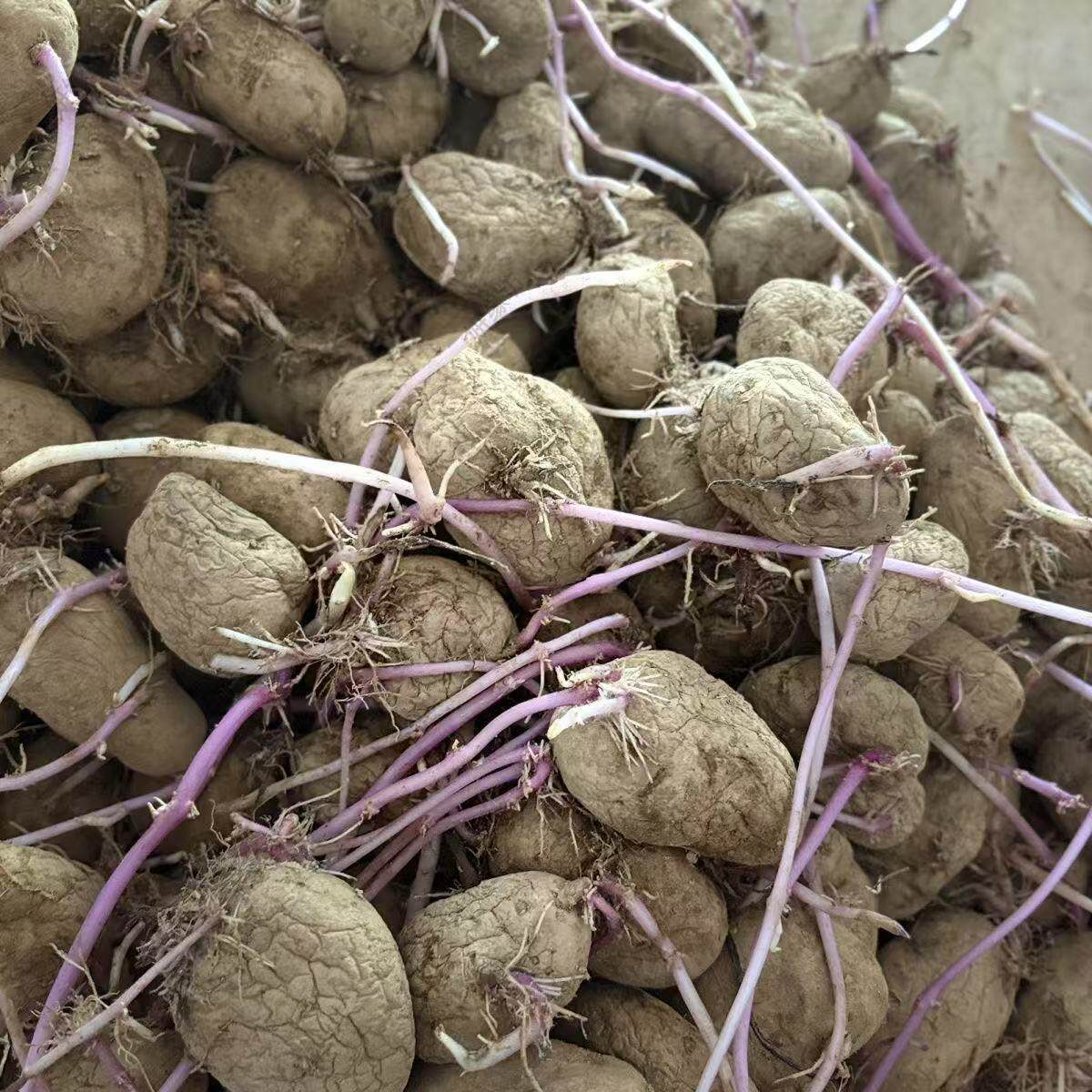 洋芋干巴老土豆云南干巴洋芋正宗老品种皱皮马铃薯洋芋焉瘪土豆