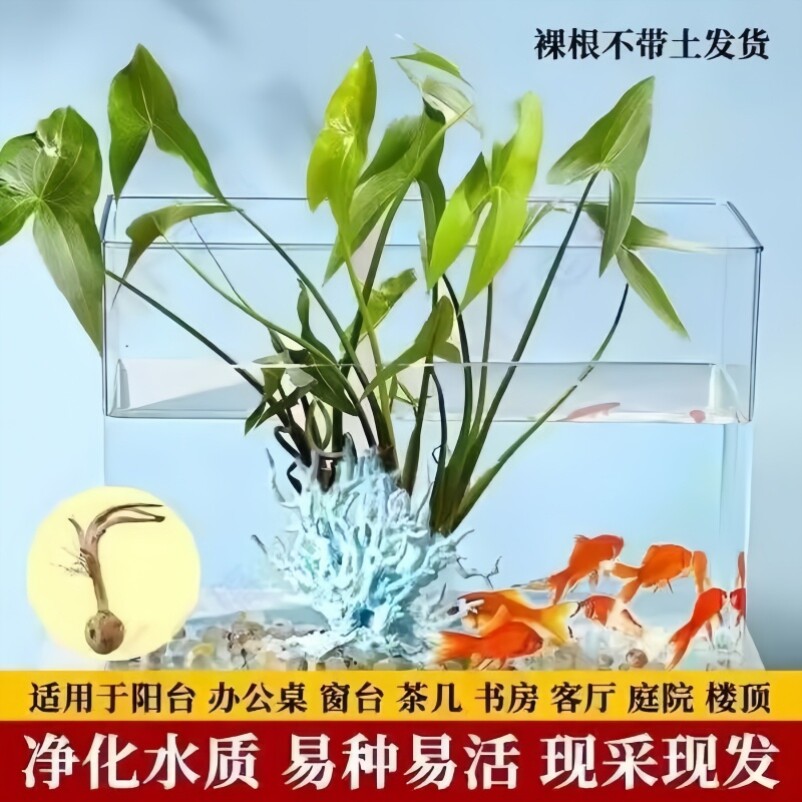 燕尾草慈姑种根茨菇挺水植物鱼缸净化水质水族装饰水草真草水生卉