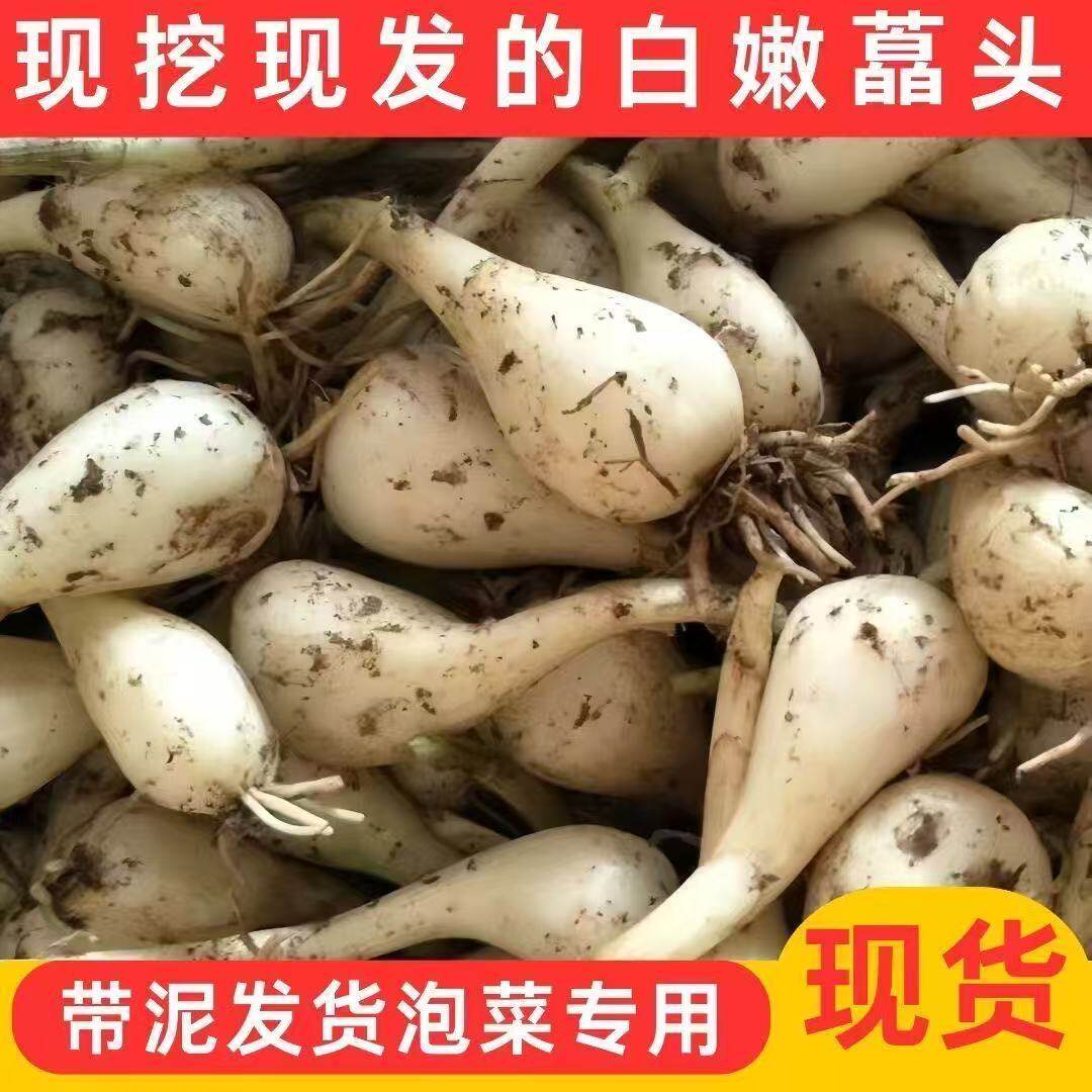 现挖藠头新鲜荞头农家自种教头茭头叫头四川泡菜脆嫩葱头乔头包邮