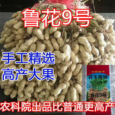鲁花9号薄壳花生种子超高产早熟高油矮秆抗病耐旱农科院带壳种籽