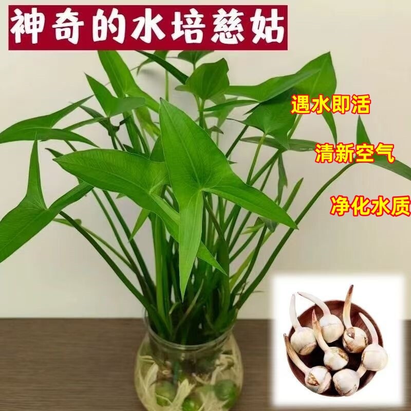 慈姑种球茨菇水培水生植物鱼缸造景净化水质阳台水草水族装饰花卉