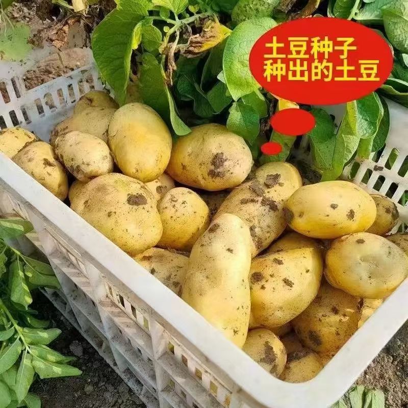 正宗黄皮黄心土豆种子云南农家高产早熟催芽原种马铃薯洋芋种包邮