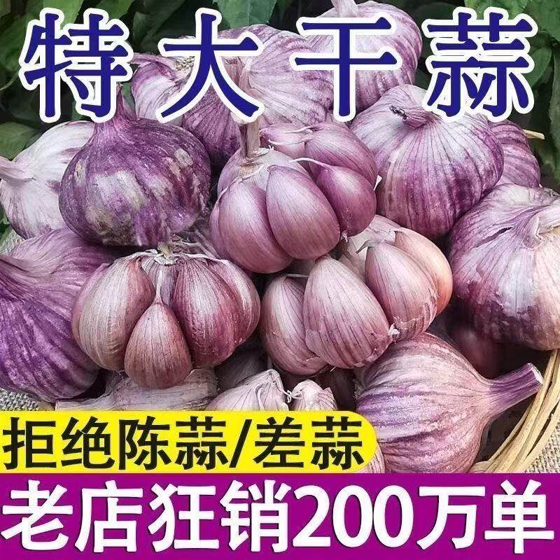 云南紫皮大蒜头种籽老品种红皮蒜种能抽苔蒜苗种子2025新种
