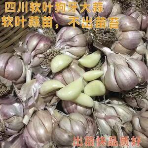 2025新干蒜头四川农家产
