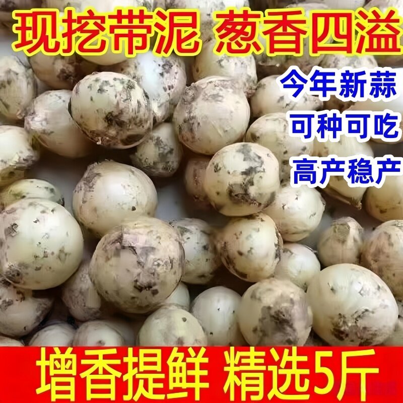 四川苦藠团葱种子小根蒜苦叫野葱洋蒜苦蒜薤根团蒜薤白500g