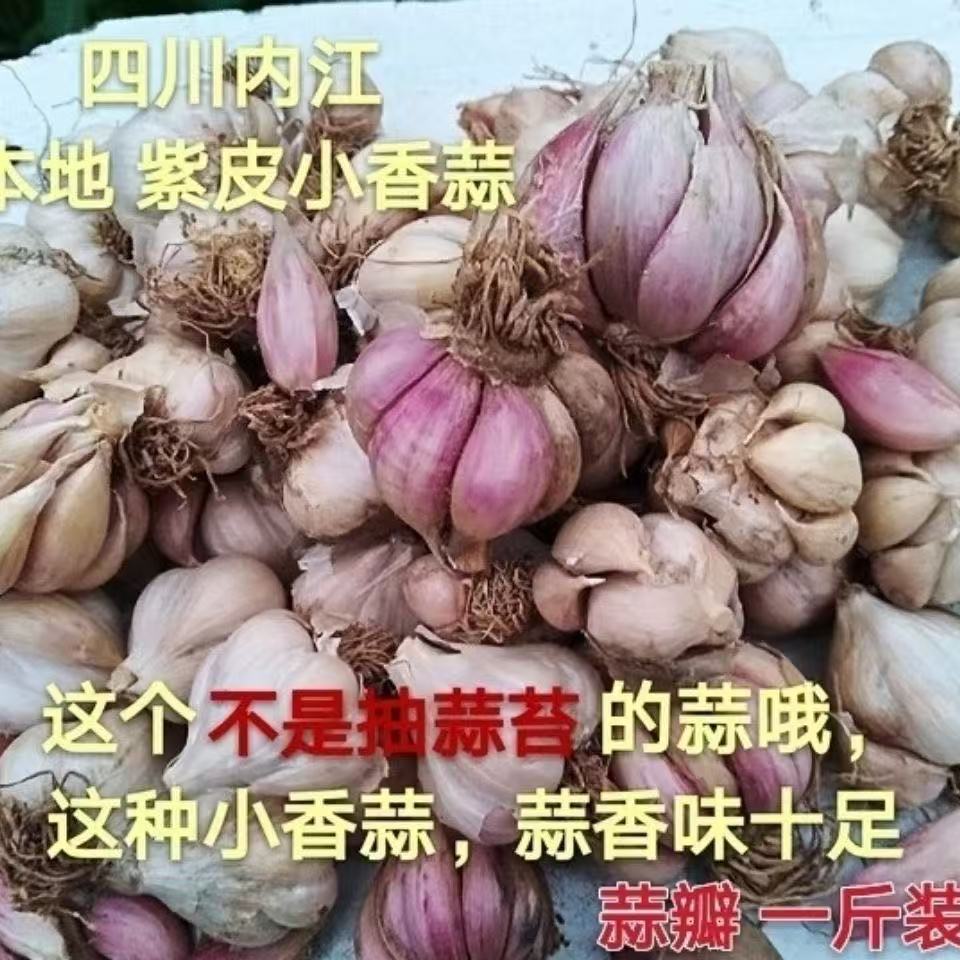 软叶狗牙蒜四川正宗不出蒜苔出蒜苗2025新原种耐寒易种高产