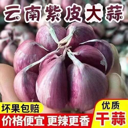 2025年正宗云南本地新鲜紫皮多瓣大蒜可吃可种植新蒜鲜蒜头