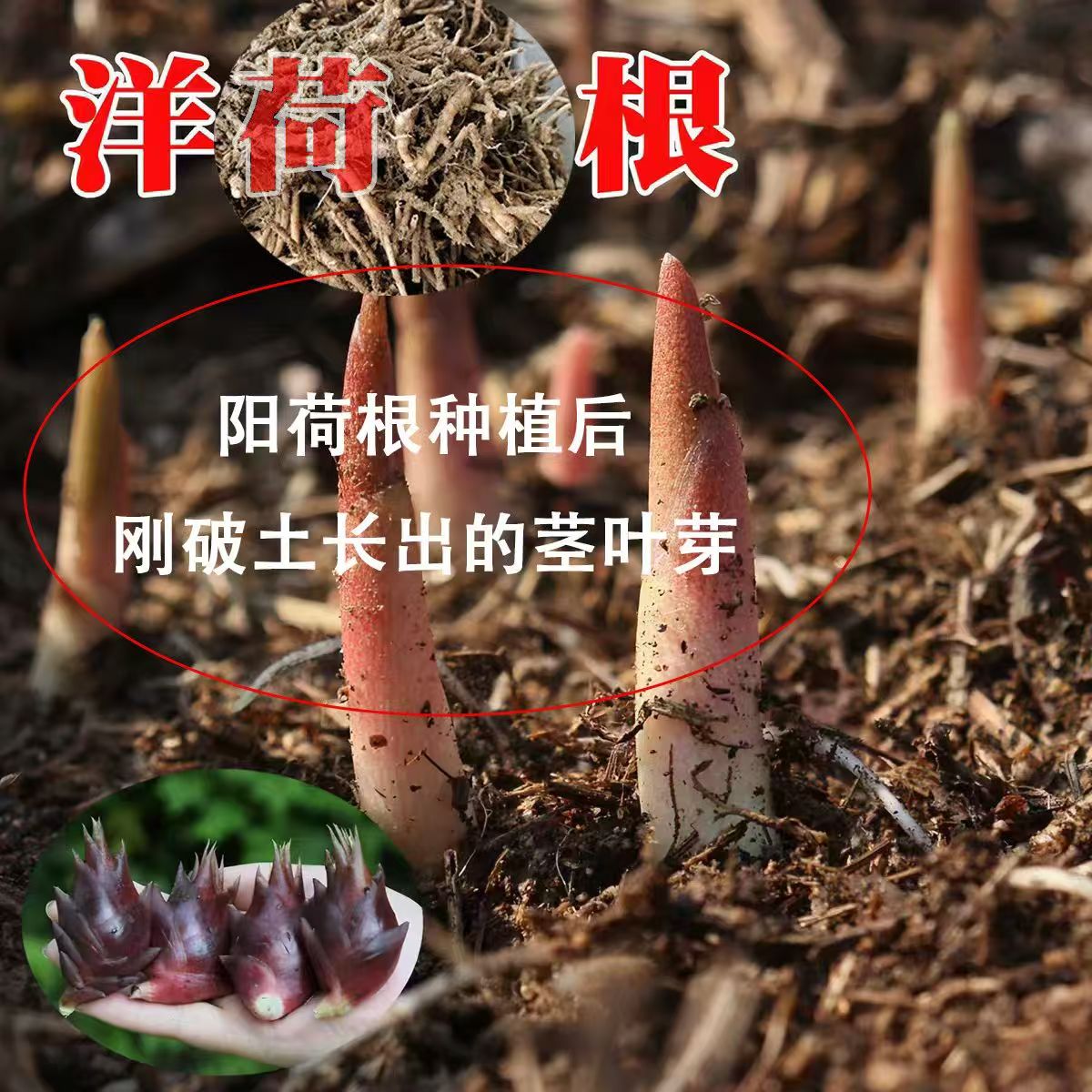 洋火姜根阳荷姜种根恩施现挖新鲜易种洋霍苗洋河庭院蔬菜种根苗