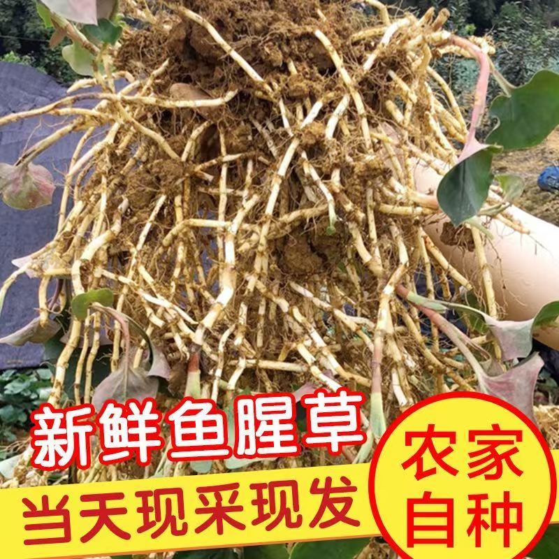 湖北农家现挖带泥折耳根鱼腥草