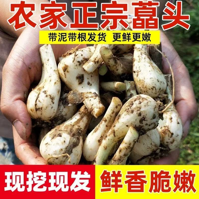 农家自种藠头现挖新鲜荞头茭头教头叫头四川泡菜脆嫩蔬菜乔头包邮