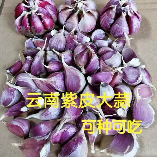 大蒜种子紫皮新鲜蒜种早蒜苔蒜苗大蒜头种籽本地农家出蒜苔蒜