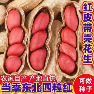 多粒红花生种子农科院超高产早熟矮杆抗旱易种可留种原种