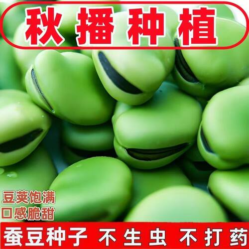 绿心青皮七星蚕豆种子高产早熟耐寒罗汉豆种籽大粒春秋冬播种蔬菜