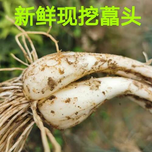 新鲜荞头带根藠头种子现挖江西教头种大个叫头农家自种蔬菜种苗