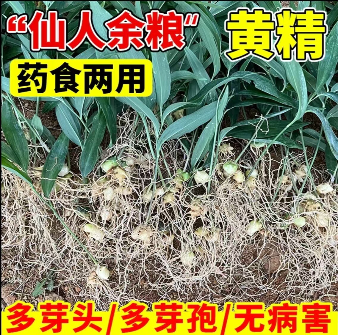 黄精药材苗鸡头黄精甜黄精种苗不带叶多花不倒苗老虎姜种植培育苗