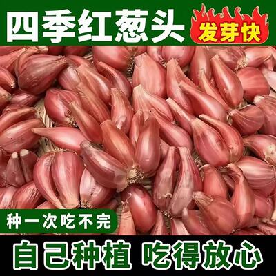 香葱种子四季小香葱种头种籽香葱苗带根盆栽红头火葱本地葱