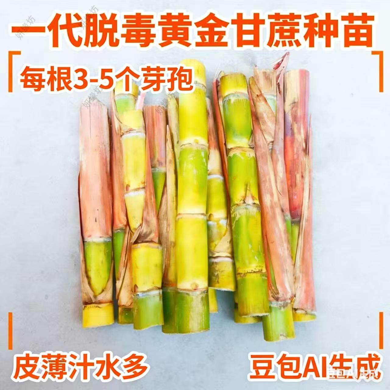 广西红皮甘蔗苗种苗高产甜脆多汁南北方种植带芽种子秧苗籽苗