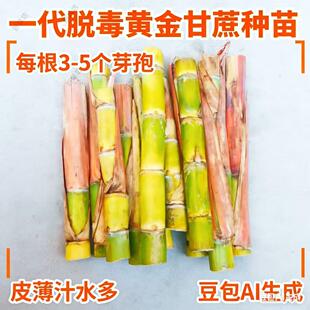 广西红皮甘蔗苗种苗高产甜脆多汁南北方种植带芽种子秧苗籽苗