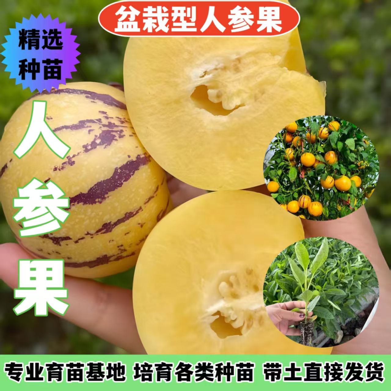 黄心圆果人参果苗秧带土球清甜奶香四季盆栽南北方阳台当年结果苗