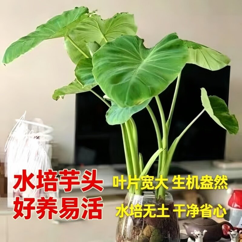 校园专用发芽芋头水培盆栽观察生长规律室内阳台净化观赏绿植