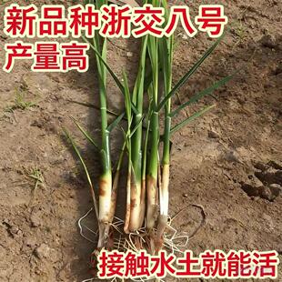 双季早熟茭白苗种四季茭白高瓜老蹲苗杂交高笋水生蔬菜种苗