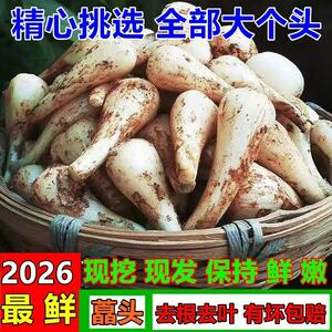 四川泡菜荞头现挖新鲜藠头农家自种教头茭头叫头脆嫩葱头乔头包邮