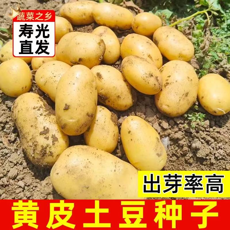 云南农家高产早熟黄皮黄心土豆种子催芽原种马铃薯洋芋种正宗包邮