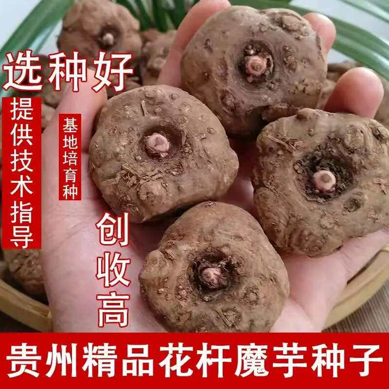 一二代花魔芋种子贵州正宗高产新鲜大个优质魔域种可直接种植