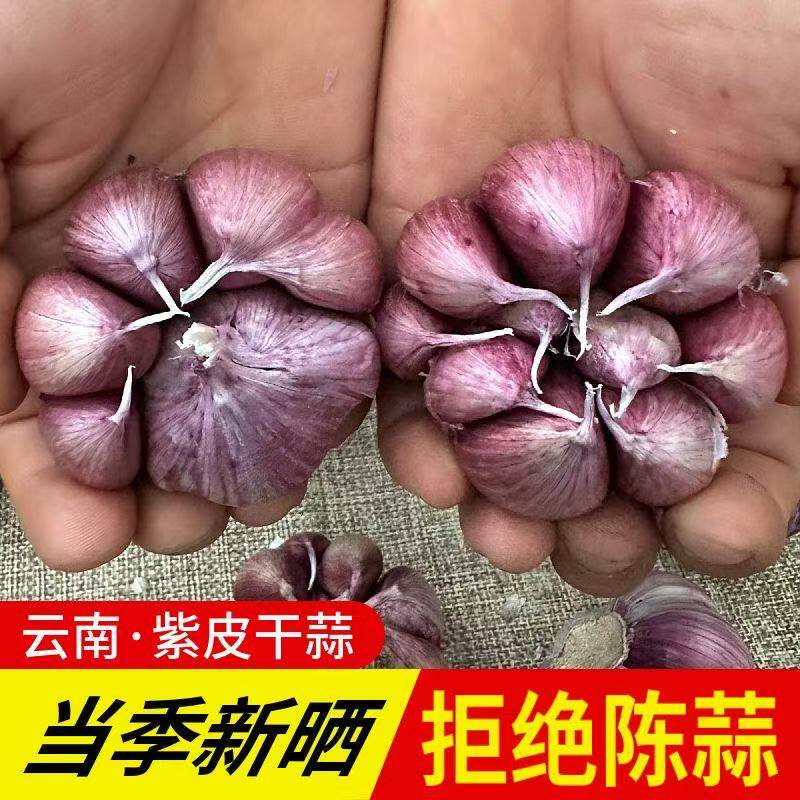 四川汉源2025紫皮大蒜新鲜干蒜头多瓣香蒜5斤农家种蒜包邮