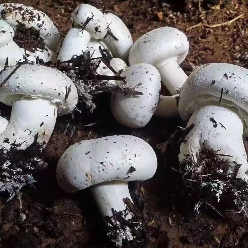 白蘑菇菌种子食用菌盆栽
