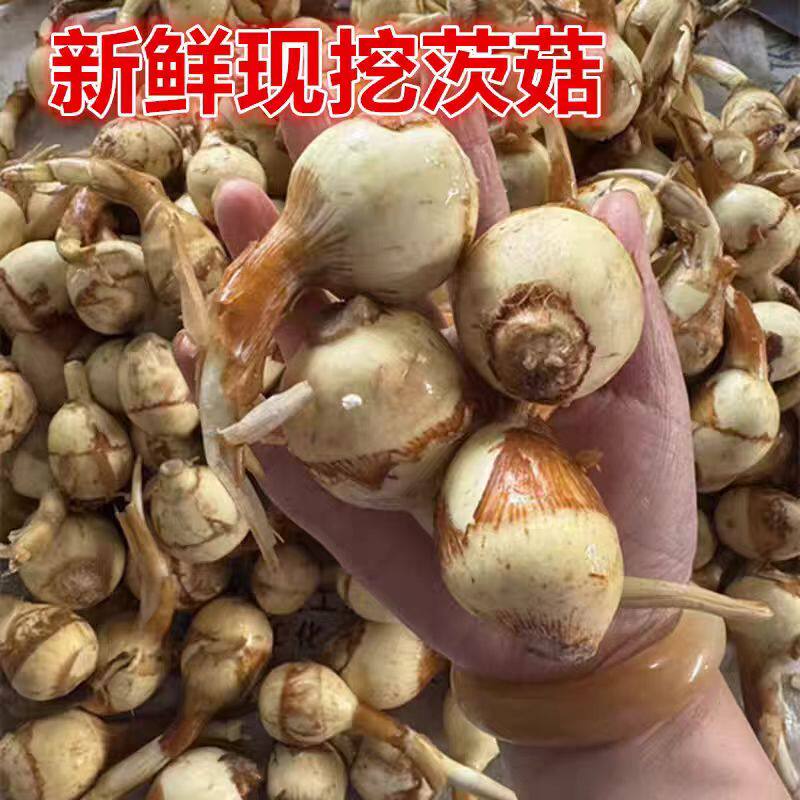 湖北特产农家自种现挖大茨菇