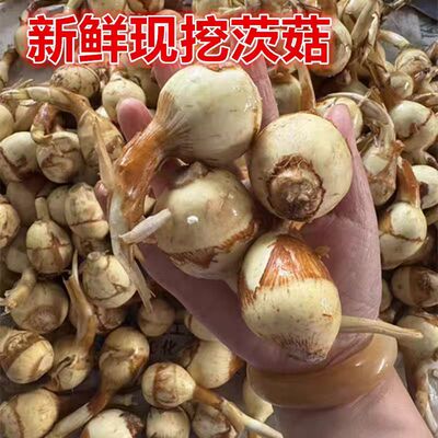 湖北特产农家自种现挖大茨菇