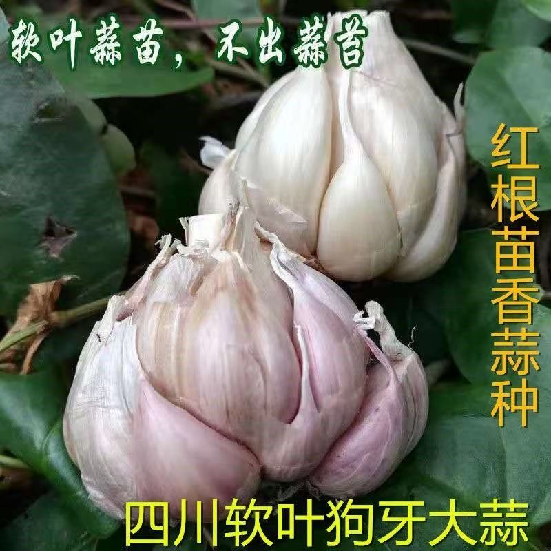 软叶狗牙蒜不出苔出蒜苗四川正宗2025新1代原种高产优质耐寒