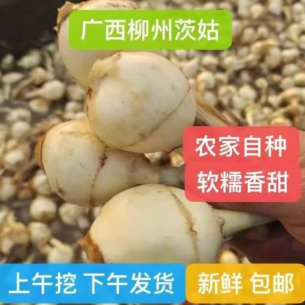 桂林荔浦现挖鲜茨菇炖汤黄焖油炸