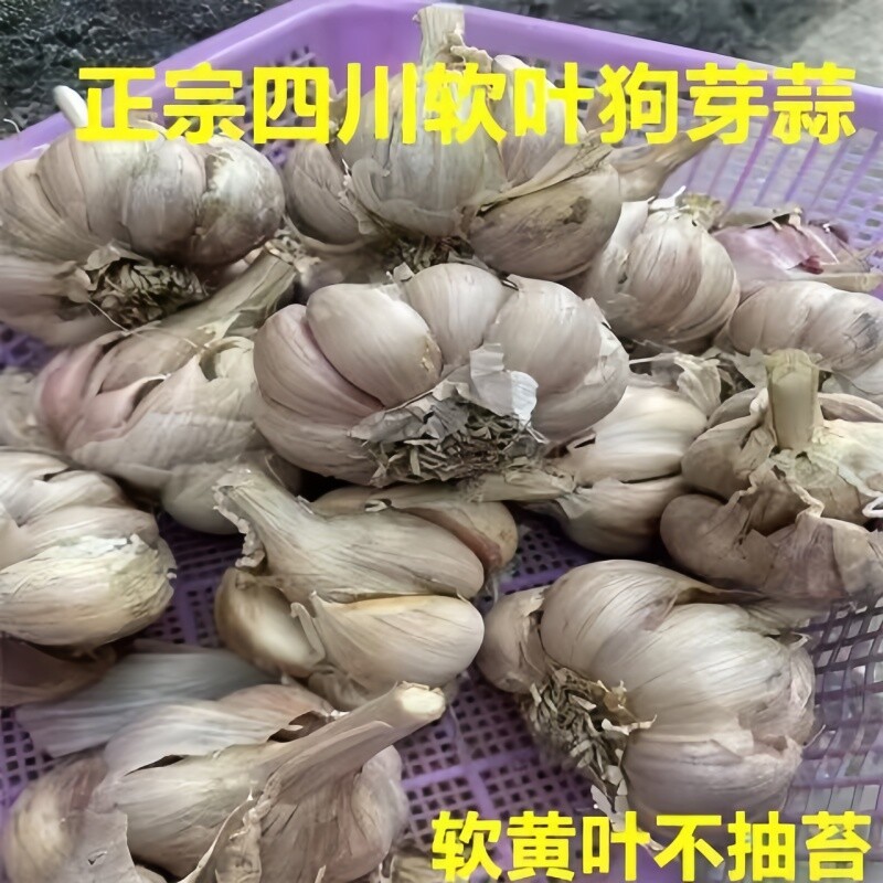 本地软叶狗牙蒜四川干大蒜紫皮红皮多瓣香蒜可吃可留种食用蒜头