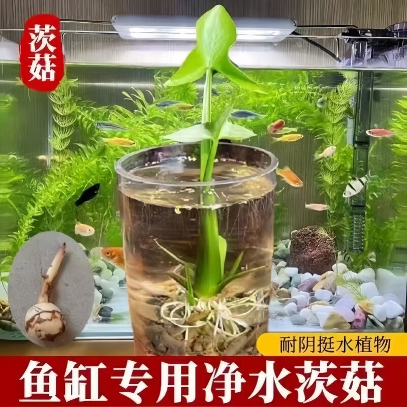 懒人慈菇水培茨菇种苗室内水生植物净化水质鱼缸造景阳台水草花卉